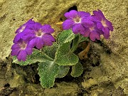 29 Primula Albenensis  (Primula del Monte Alben) nei pressi del Bivacco Plana (1280 m)